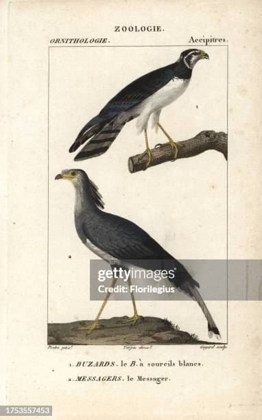 Long-winged harrier, Circus buffoni, and secretarybird, Sagittarius serpentarius. Handcoloured copperplate stipple engraving from Dumont de...