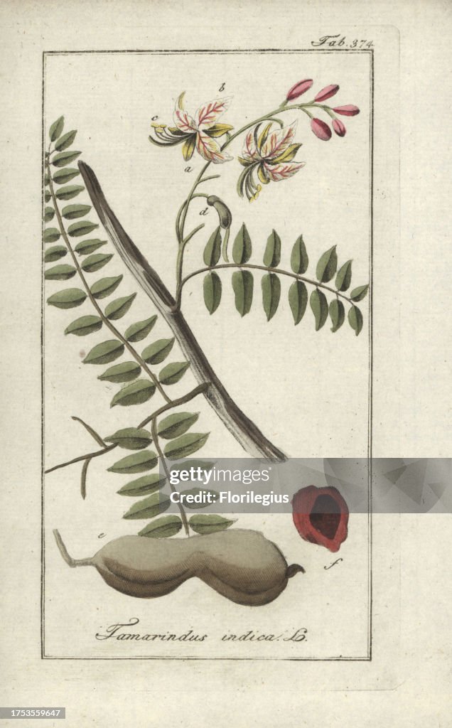 Tamarind from Zorn's 'Icones Plantarum Medicinalium,' Amsterdam, 1796