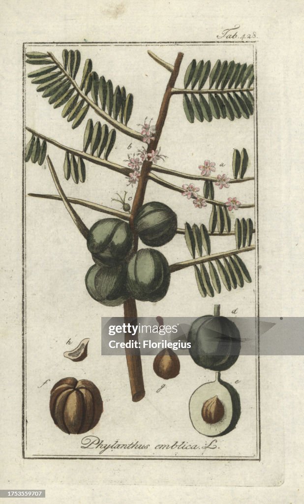 Indian gooseberry from Zorn's 'Icones Plantarum Medicinalium,' Amsterdam, 1796