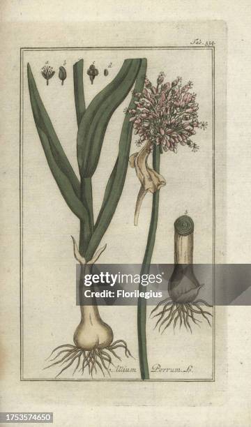 Leek, Allium ampeloprasum. Handcoloured copperplate botanical engraving from Johannes Zorn's 'Afbeelding der Artseny-Gewassen,' Jan Christiaan Sepp,...