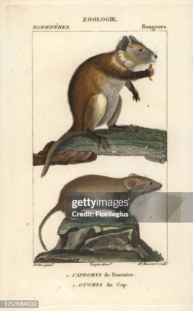 Desmarest's hutia, Capromys pilorides, and Karoo Bush Rat, Myotomys unisulcatus. Handcoloured copperplate stipple engraving from Frederic Cuvier's...