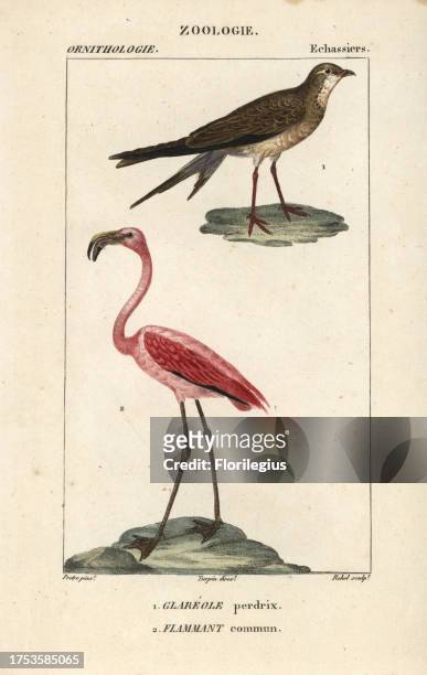 Collared pratincole, Glareola pratincola, and greater flamingo, Phoenicopterus roseus. Handcoloured copperplate stipple engraving from Dumont de...