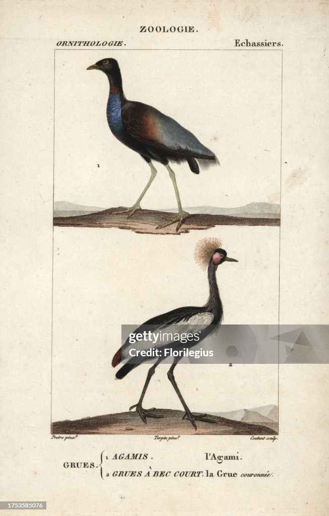 Trumpeter and crane from Sainte-Croix's 'Dictionary of Natural Science: Ornithology,' Paris, 1816-1830