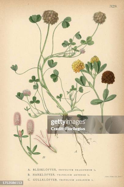 Strawberry clover, Trifolium fragiferum, hare's foot clover, Trifolium arvense, and large hop trefoil, Trifolium agrarium. Chromolithograph from Carl...