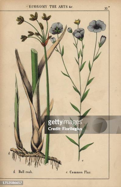 Bull rush or bulrush Cyperus and common flax plant with blue flowers Linum usitatissimum. Chromolithograph from 'The Instructive Picturebook, or...