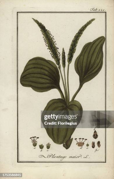 Greater plantain, Plantago major, native to Europe and Asia. Handcoloured copperplate botanical engraving from Johannes Zorn's 'Afbeelding der...