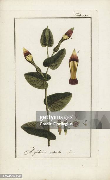 Smearwort or Round-leafed birthwort, Aristolochia rotunda, native to the Mediterranean. Handcoloured copperplate botanical engraving from Johannes...