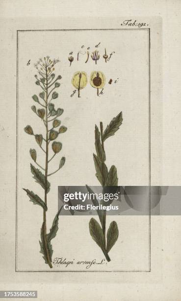 Field pennycress, Thlaspi arvense, native to Eurasia. Handcoloured copperplate botanical engraving from Johannes Zorn's 'Afbeelding der...