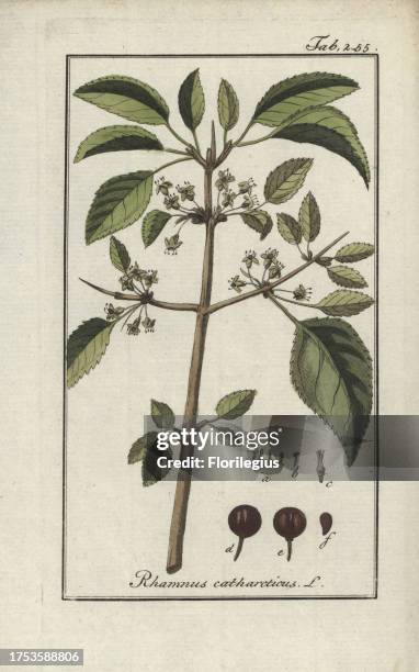 Purging buckthor, Rhamnus cathartica. Handcoloured copperplate botanical engraving from Johannes Zorn's 'Afbeelding der Artseny-Gewassen,' Jan...