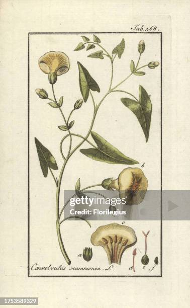 Scammony, Convolvulus scammonia. Handcoloured copperplate botanical engraving from Johannes Zorn's 'Afbeelding der Artseny-Gewassen,' Jan Christiaan...