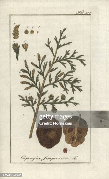 Mediterranean cypress tree, Cupressus sempervirens. Handcoloured copperplate botanical engraving from Johannes Zorn's 'Afbeelding der...