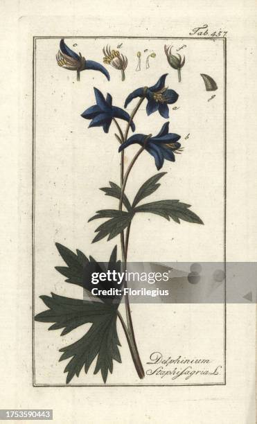 Licebane or stavesacre, Delphinium staphisagria. Handcoloured copperplate botanical engraving from Johannes Zorn's 'Afbeelding der Artseny-Gewassen,'...