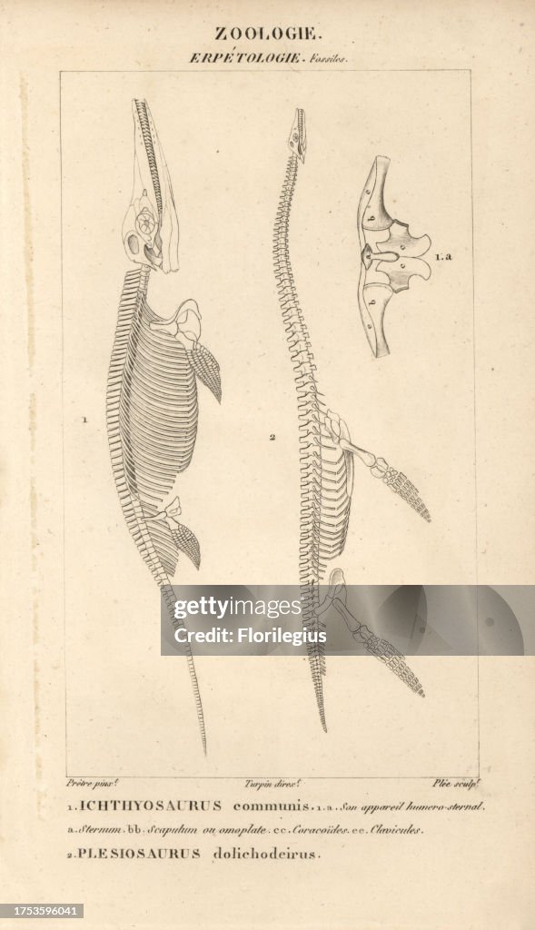 Ichthyosaurus and Plesiosaurus skeletons