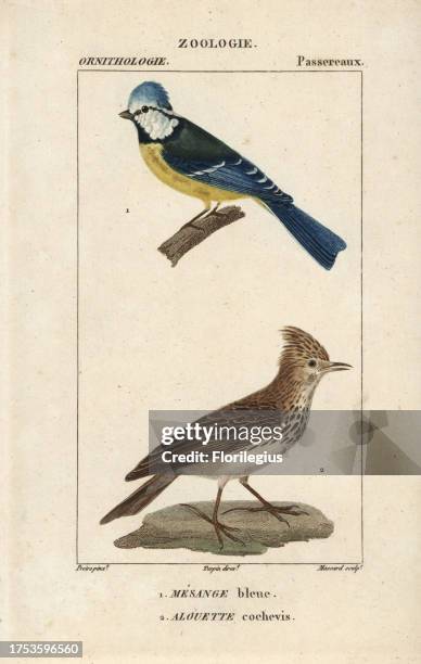 Blue tit, Parus caeruleus, and crested lark, Galerida cristata. Handcoloured copperplate stipple engraving from Dumont de Sainte-Croix's 'Dictionary...