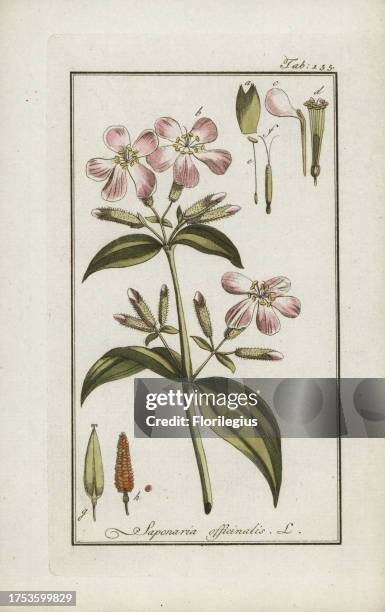 Soapwort, Saponaria officinalis. Handcoloured copperplate botanical engraving from Johannes Zorn's 'Afbeelding der Artseny-Gewassen,' Jan Christiaan...