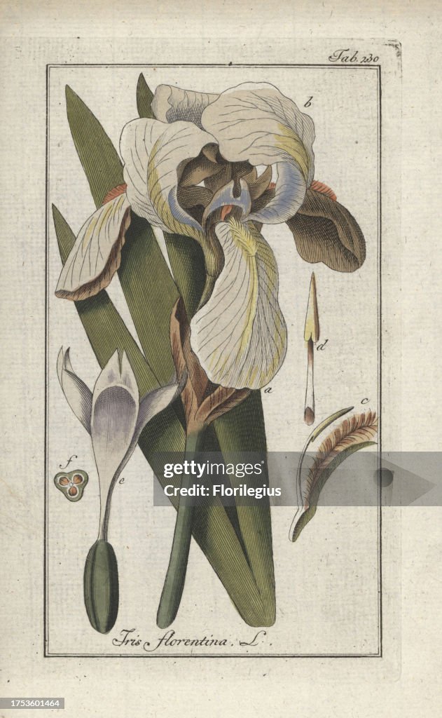 Florentine iris from Zorn's 'Icones Plantarum Medicinalium,' Amsterdam, 1796