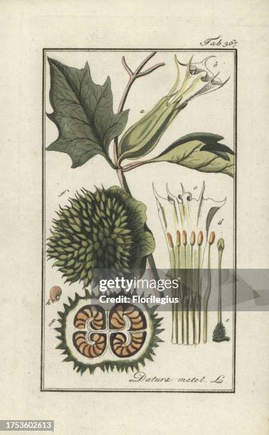 Angel's trumpet, Datura metel. Handcoloured copperplate botanical engraving from Johannes Zorn's 'Afbeelding der Artseny-Gewassen,' Jan Christiaan...