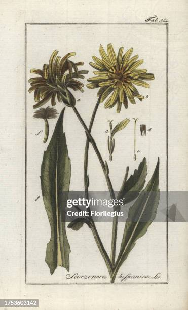 Black or Spanish salsify, Scorzonera hispanica. Handcoloured copperplate botanical engraving from Johannes Zorn's 'Afbeelding der Artseny-Gewassen,'...