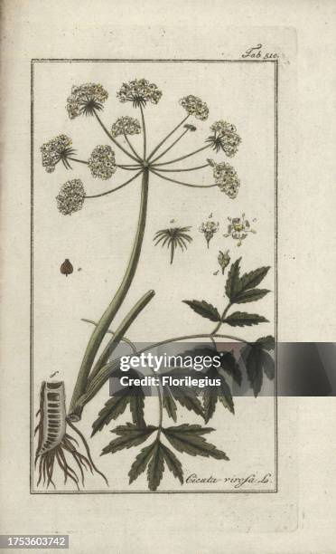 Cowbane or northern water hemlock, Cicuta virosa. Handcoloured copperplate botanical engraving from Johannes Zorn's 'Afbeelding der...
