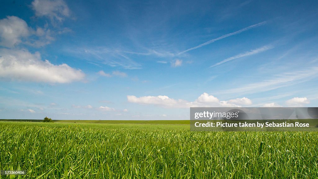 Field under blue sky.