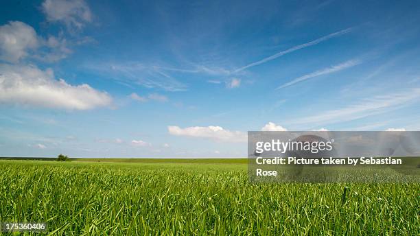 field under blue sky. - horizon over land stock pictures, royalty-free photos & images