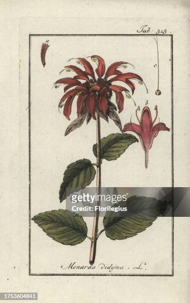 Bergamot, Monarda didyma. Handcoloured copperplate botanical engraving from Johannes Zorn's 'Afbeelding der Artseny-Gewassen,' Jan Christiaan Sepp,...