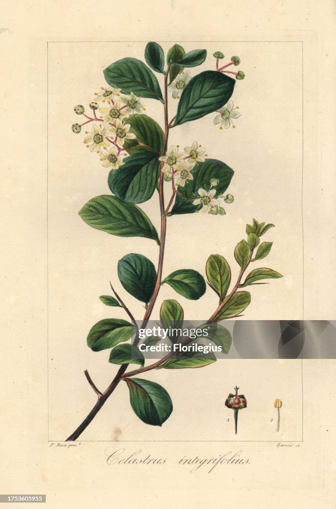 Splint spike thorn from de Launay's 'Herbier General de l'Amateur,' Paris, 1820