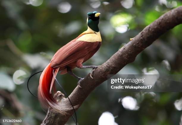 bird of paradise animal - birds of paradise stock pictures, royalty-free photos & images