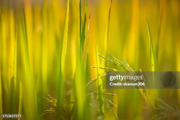 Stalks From Rice 148 Japanese Rice Stalks Stock Photos, High-Res Pictures, and Images ...