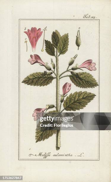 Calamint, Calamintha officinalis, native to Europe. Handcoloured copperplate botanical engraving from Johannes Zorn's 'Afbeelding der...