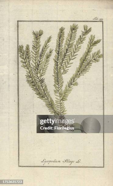 Clubmoss or groundpine, Lycopodium clavatum. Handcoloured copperplate botanical engraving from Johannes Zorn's 'Afbeelding der Artseny-Gewassen,' Jan...