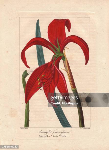 Aztec lily, Sprekelia formosissima, native to Mexico and Guatemala. Handcoloured stipple engraving on copper by Dennel from a botanical illustration...