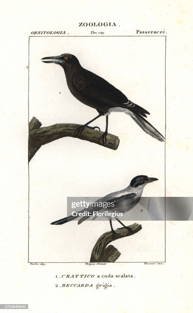 Grey currawong and black-tailed tityra from Jussieu's 'Dictionary of Natural Science,' 1837