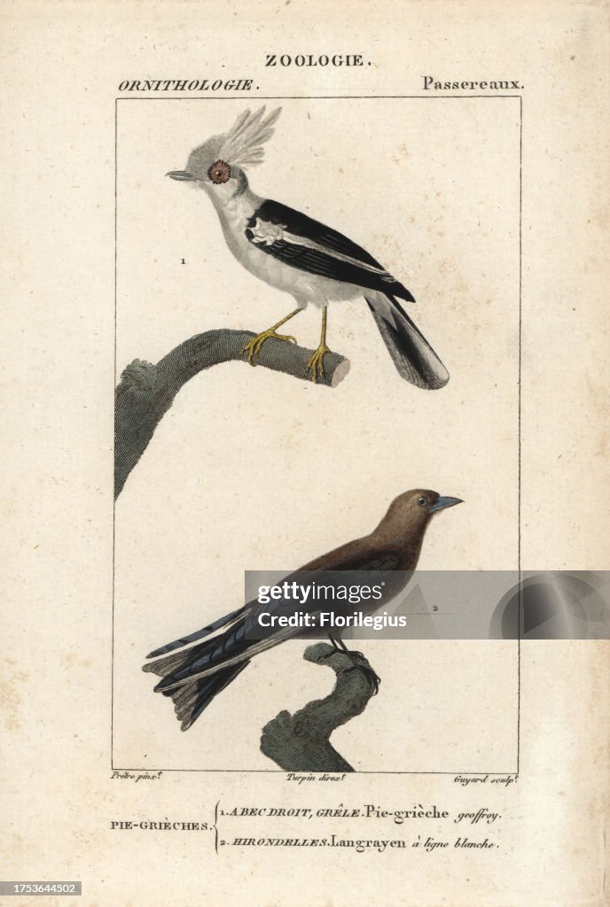 White helmetshrike and dusky woodswallow from Sainte-Croix's 'Dictionary of Natural Science: Ornithology,' Paris, 1816-1830