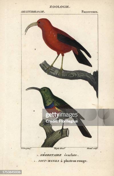 Iiwi and sunbird from Sainte-Croix's 'Dictionary of Natural Science:..., News Photo