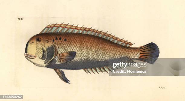 Five-finger wrasse, Iniistius pentadactylus. Illustration drawn and engraved by Richard Polydore Nodder. Handcolored copperplate engraving from...