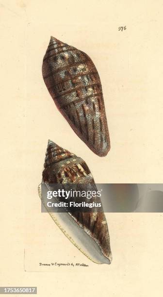 Glory of the Seas cone, Conus gloriamaris. Illustration drawn and engraved by Richard Polydore Nodder. Handcolored copperplate engraving from George...