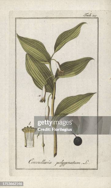 Angular Solomon's seal, Polygonatum odoratum. Handcoloured copperplate botanical engraving from Johannes Zorn's 'Afbeelding der Artseny-Gewassen,'...