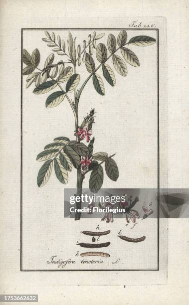 True indigo plant, Indigofera tinctoria. Handcoloured copperplate botanical engraving from Johannes Zorn's 'Afbeelding der Artseny-Gewassen,' Jan...