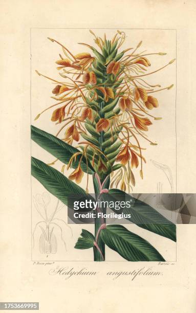 Narrowleaf ginger, Hedychium angustifolium, native to New Zealand and Vanuatu. Handcoloured stipple engraving on copper by Barrois from a botanical...