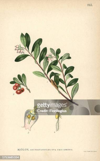 Bearberry, Arctostaphylos uva-ursi Spreng. Chromolithograph from Carl Lindman's 'Bilder ur Nordens Flora' , Stockholm, Wahlström & Widstrand, 1905....