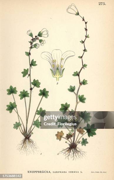 Drooping saxifrage, Saxifraga cernua. Chromolithograph from Carl Lindman's 'Bilder ur Nordens Flora' , Stockholm, Wahlström & Widstrand, 1905....