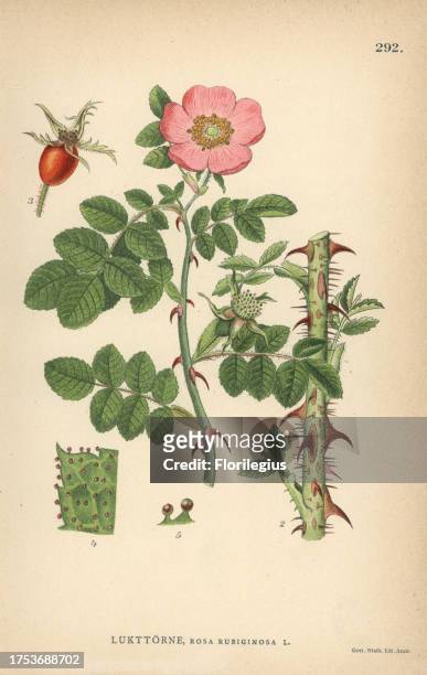 Sweet briar or eglantine rose, Rosa rubiginosa. Chromolithograph from Carl Lindman's 'Bilder ur Nordens Flora' , Stockholm, Wahlstrom & Widstrand,...