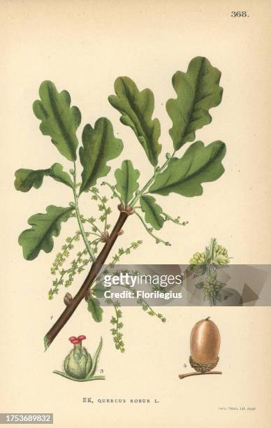 English oak, Quercus robur. Chromolithograph from Carl Lindman's 'Bilder ur Nordens Flora' , Stockholm, Wahlstrom & Widstrand, 1905. Lindman was...