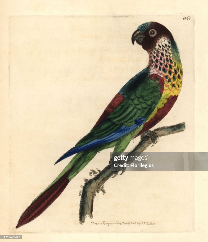 Scaly-breasted lorikeet, Trichoglossus chlorolepidotus