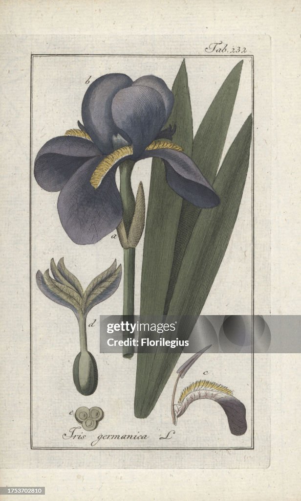 German iris from Zorn's 'Icones Plantarum Medicinalium,' Amsterdam, 1796