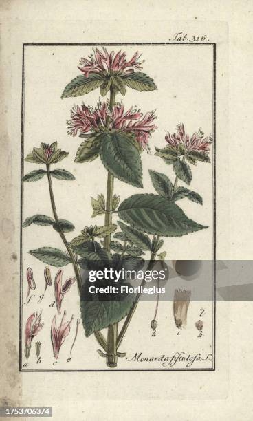 Wild bergamot or Bee Balm, Monarda fistulosa. Handcoloured copperplate botanical engraving from Johannes Zorn's 'Afbeelding der Artseny-Gewassen,'...