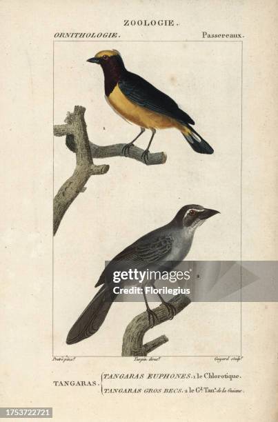 Purple-throated euphonia, Euphonia chlorotica, and green-winged saltator, Saltator similis. Handcoloured copperplate stipple engraving from Dumont de...