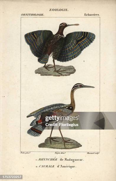 Greater painted snipe, Rostratula benghalensis, and sunbittern, Eurypyga helias. Handcoloured copperplate stipple engraving from Dumont de...