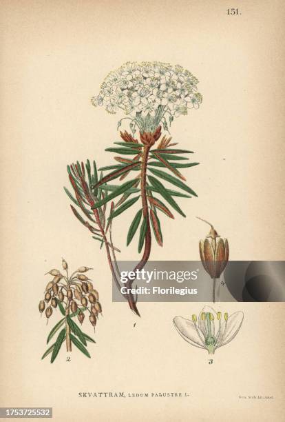 Marsh tea, Ledum palustre. Chromolithograph from Carl Lindman's 'Bilder ur Nordens Flora' , Stockholm, Wahlström & Widstrand, 1905. Lindman was...